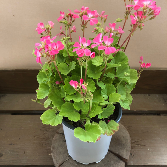 希少 連続開花性 ゼラニウム 来夢 ピンク アートフラワー plant