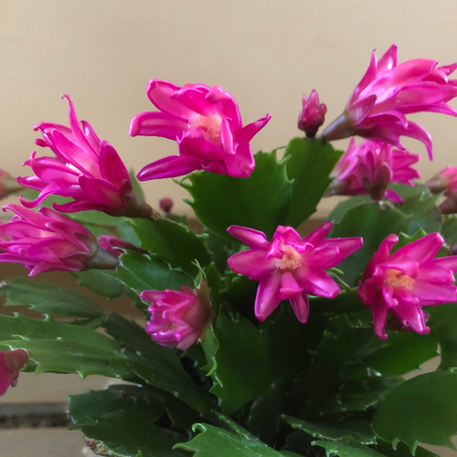 mi デンマークカクタス ライトピンク金平糖　発根済み C 希少種 mi様専用 デンマークカクタス ライトピンク 金平糖A、Cとホワイト系A