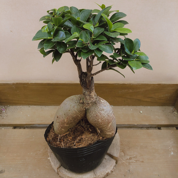 観葉植物　ガジュマル ガジュマル [観葉植物] | yu25plants