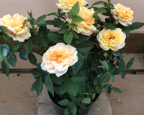 1_617e88aac2ff9809862044df68e1