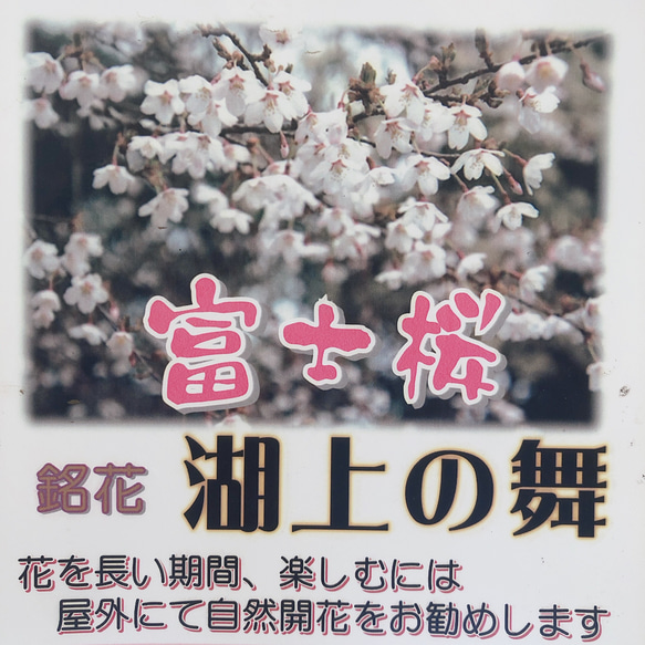 庭木・植木　富士桜　湖上の舞 1枚目の画像