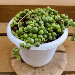 多肉植物　グリーンネックレス  緑の鈴 1枚目の画像