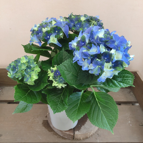 アジサイ アートフラワー 青緑 グラデーション アジサイ ハイドランジア レディマタハリ ブルー アートフラワー plant