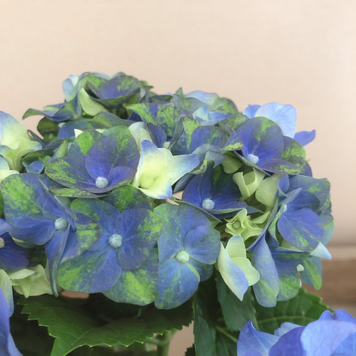 アジサイ ハイドランジア レディマタハリ ブルー アートフラワー plant