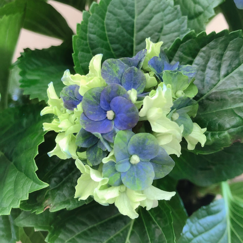 アジサイ ハイドランジア レディマタハリ ブルー アートフラワー plant