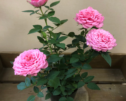 ドライフラワー❇️ミニバラ❣️訳あり 楽天市場】ドライフラワー