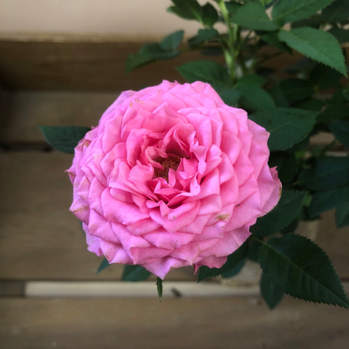 四季咲き ミニバラ フェリシタスコルダナ アートフラワー plant life