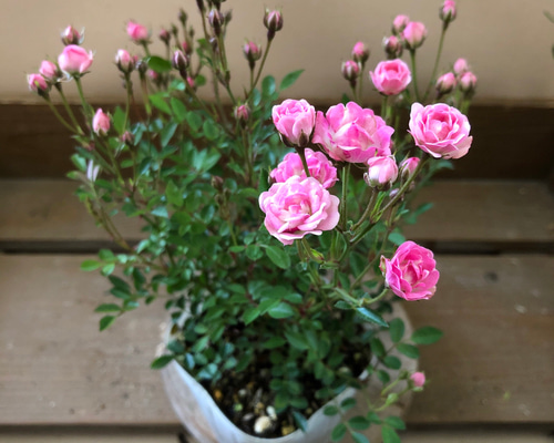 姫バラ ワンダーファイブ○極小輪 ミニバラ 姫薔薇 花付き良