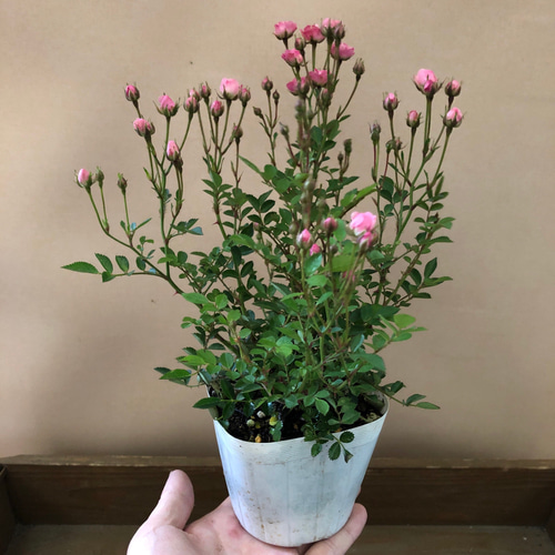 四季咲き 極小輪 姫バラ ワンダーファイブ アートフラワー plant