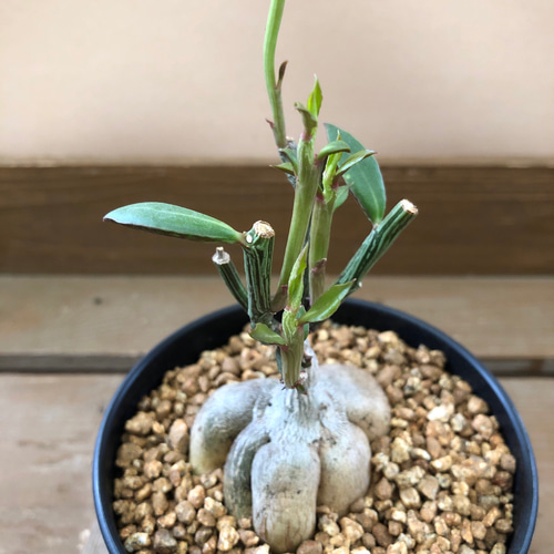 多肉植物 塊根植物 モナデニウム ルベルム アートフラワー plant life 