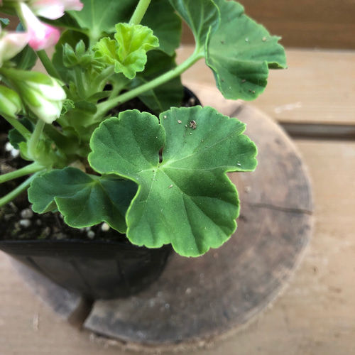 花苗 八重咲きゼラニウム アップルブロッサム アートフラワー plant