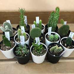 ウチワサボテン オプンチア サンタリタ 多肉植物 plant life