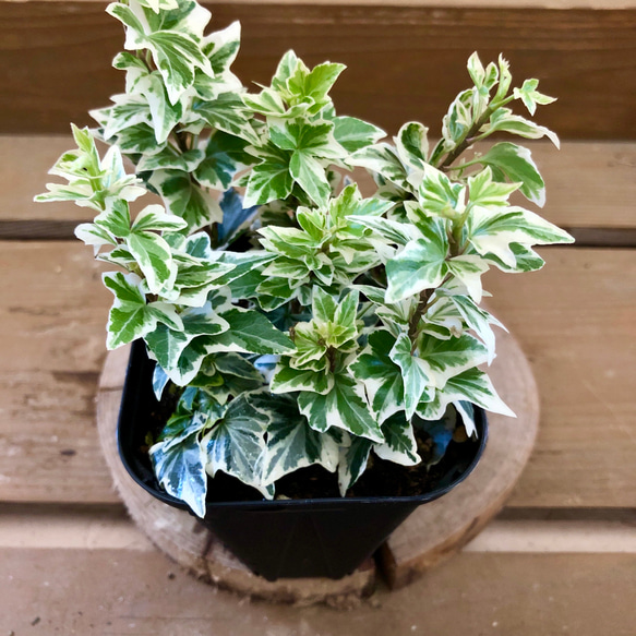 観葉植物　ヘデラ　天使のささやき 1枚目の画像