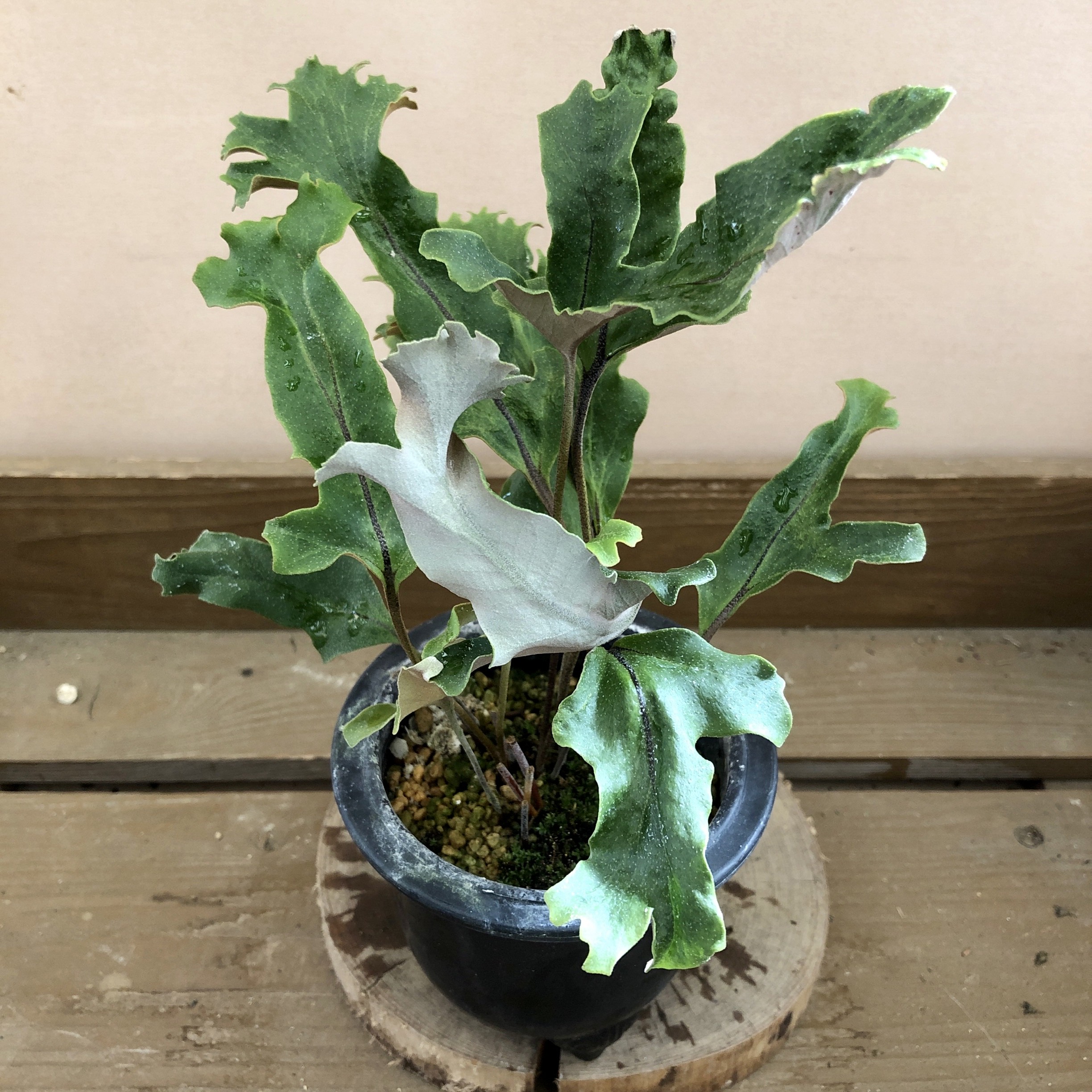 山野草 観葉植物 盆栽 シダ植物 「イワオモダカ」1株