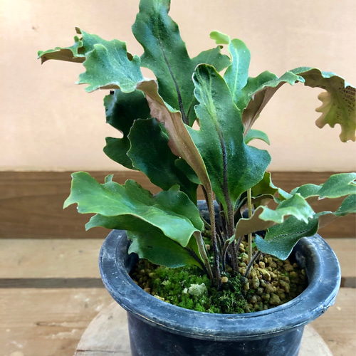 山野草 シダ イワオモダカ 播磨獅子 アートフラワー plant life