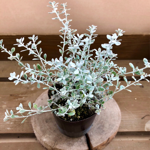 寄せ植えの相棒!リーフセットⅡ】シックな寄せ植えを作れる 寄せ植えの相棒!リーフセットⅡ】シックな寄せ植えを作れる