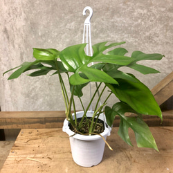 観葉植物　モンステラ ミニマ（姫モンステラ） 2枚目の画像