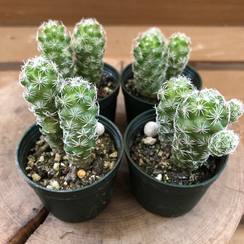 サボテン マミラリア 銀手毬 4鉢set アートフラワー plant life 通販