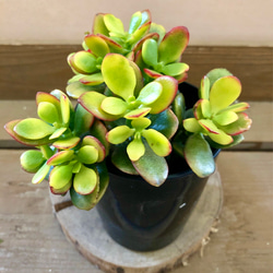 多肉植物 金のなる木 姫黄金花月 アートフラワー plant life 通販