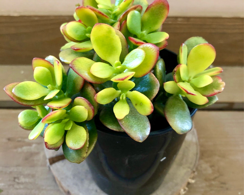 多肉植物 金のなる木 姫黄金花月 アートフラワー plant life 通販
