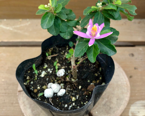スイレンボク　睡蓮木　観葉植物　苗　花木 盆栽 睡蓮木 花咲く盆栽 スイレンボク 万古白鉢 : みどり屋 和草(に