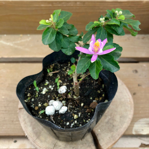 苗 睡蓮木 スイレンボク アートフラワー plant life 通販