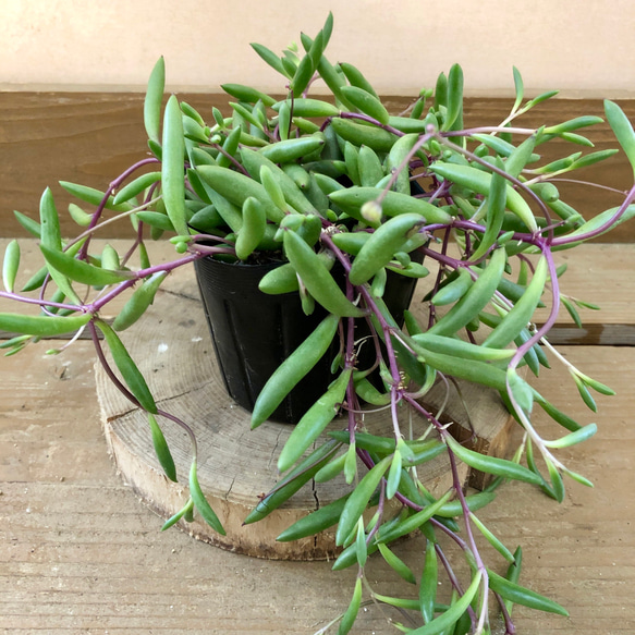 多肉植物 観葉植物 ルビーネックレス アートフラワー plant life 通販