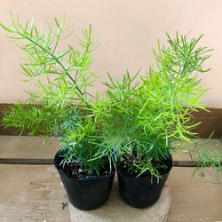 三段松 五葉松 樹齢11年 中品盆栽 鉢付き 盆栽 松工房 -Pine Workshop