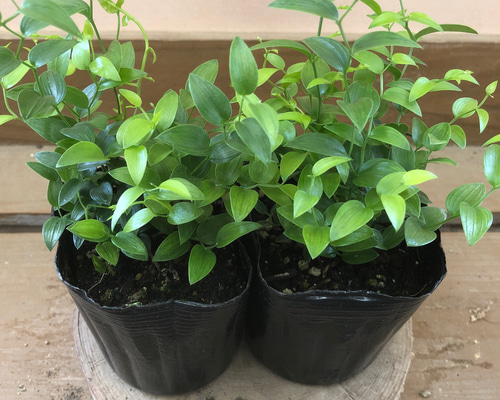 アメリカンフラワー　スマイラックス Buy Marley's Pink Parasol Fragrant Weeping Japanese Snowbell
