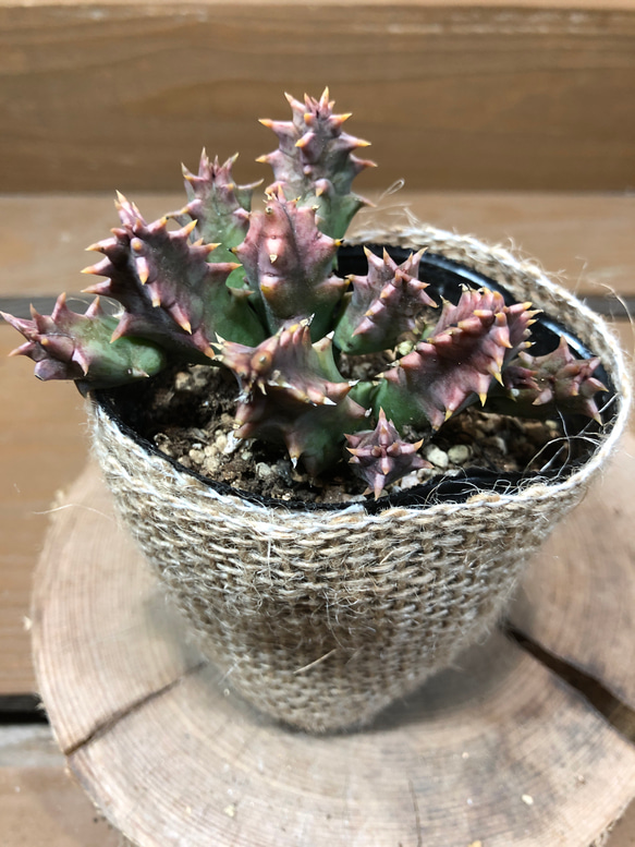 ガガイモ フェルニア・ゼブリナ アートフラワー plant life 通販