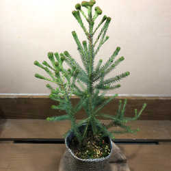 バーゼリア　グリーニッシュ　1 大株 バーゼリア グリーニッシュ① | MELLOW Plants & Coffee