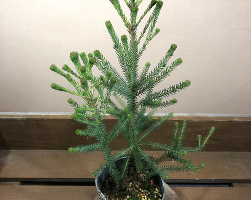 バーゼリア　グリーニッシュ　2 大株 バーゼリア グリーニッシュ② | MELLOW Plants & Coffee