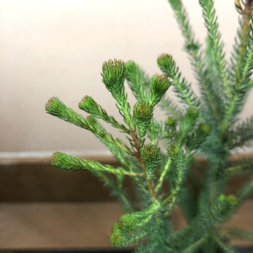 バーゼリア　グリーニッシュ　2 大株 バーゼリア グリーニッシュ 2 大株