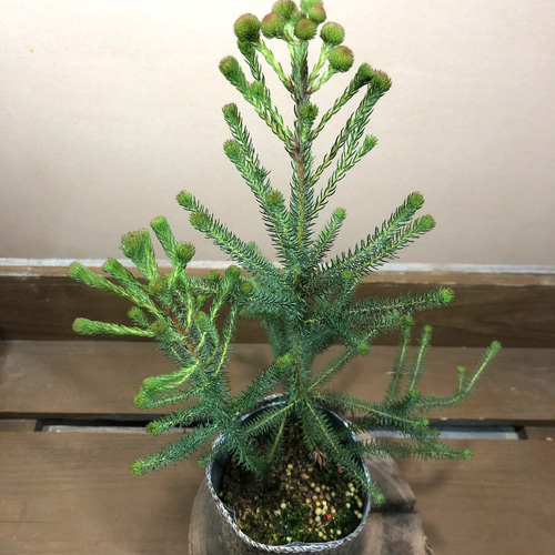 バーゼリア 〝グリーニッシュ〝 アートフラワー plant life 通販