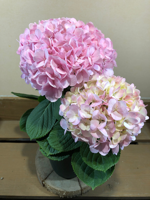 花*花ページ 花＊花 Official (@hanahana_2000) / X