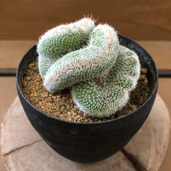 のうみそサボテン〝ジェミニスピナ綴化〝 アートフラワー plant life