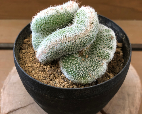 のうみそサボテン〝ジェミニスピナ綴化〝 アートフラワー plant life