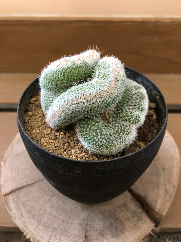 のうみそサボテン〝ジェミニスピナ綴化〝 アートフラワー plant