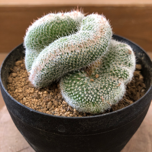 のうみそサボテン〝ジェミニスピナ綴化〝 アートフラワー plant life