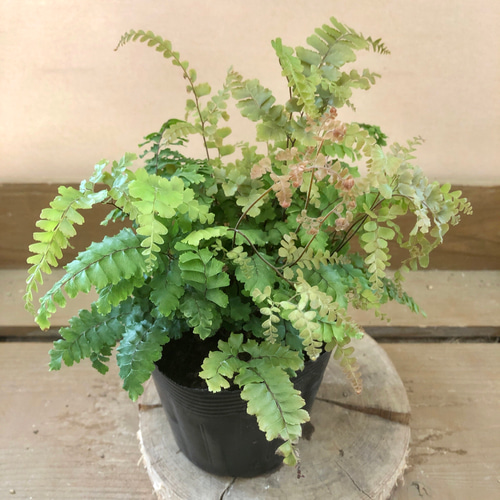 専用★観葉植物&海の動物　2点セット　★ ダイヤモンドアート ペイントジェム PLANCHU 観葉植物 フレボシア ニコラスダイヤモンド × Phlebosia