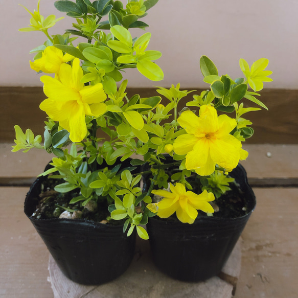 雲南オウバイ（プリムローズジャスミン） 2ポットset アートフラワー