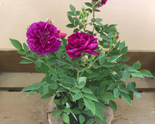 四季咲き ミニバラ スイートチャリオット アートフラワー plant life