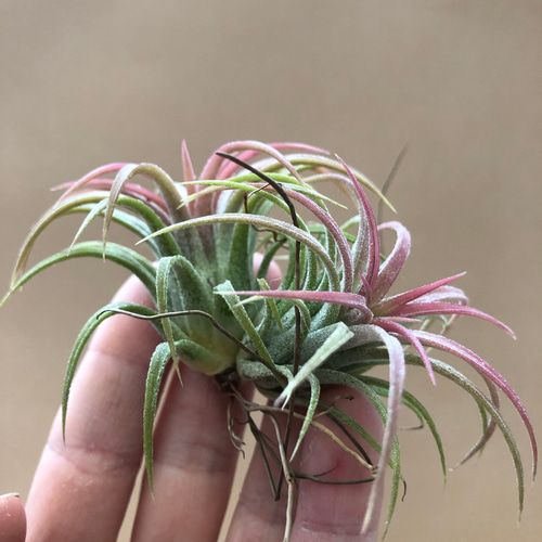 チランジア Remembrance 開花株 【公式通販】