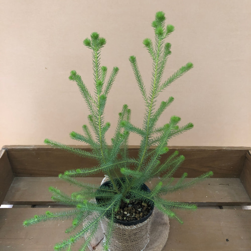 バーゼリア〝ラヌギノーサ〝 アートフラワー plant life 通販 8073037