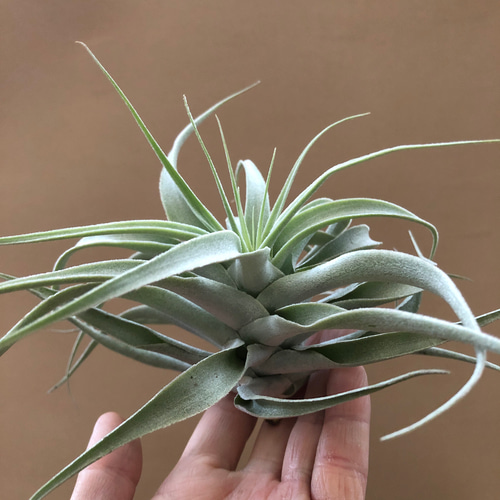 チランジア〝カクティコラ ロングフォームシルバー〝 アートフラワー