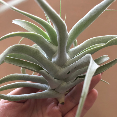 チランジア〝カクティコラ ロングフォームシルバー〝 アートフラワー