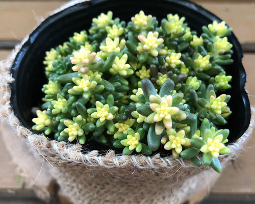 セダム〝ベッラデインベルノ〝 アートフラワー plant life 通販