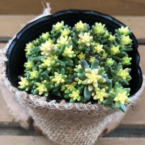 セダム〝ベッラデインベルノ〝 アートフラワー plant life 通販