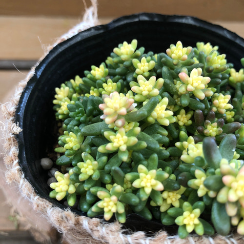 セダム〝ベッラデインベルノ〝 アートフラワー plant life 通販