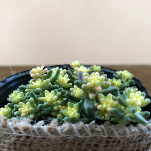 セダム〝ベッラデインベルノ〝 アートフラワー plant life 通販